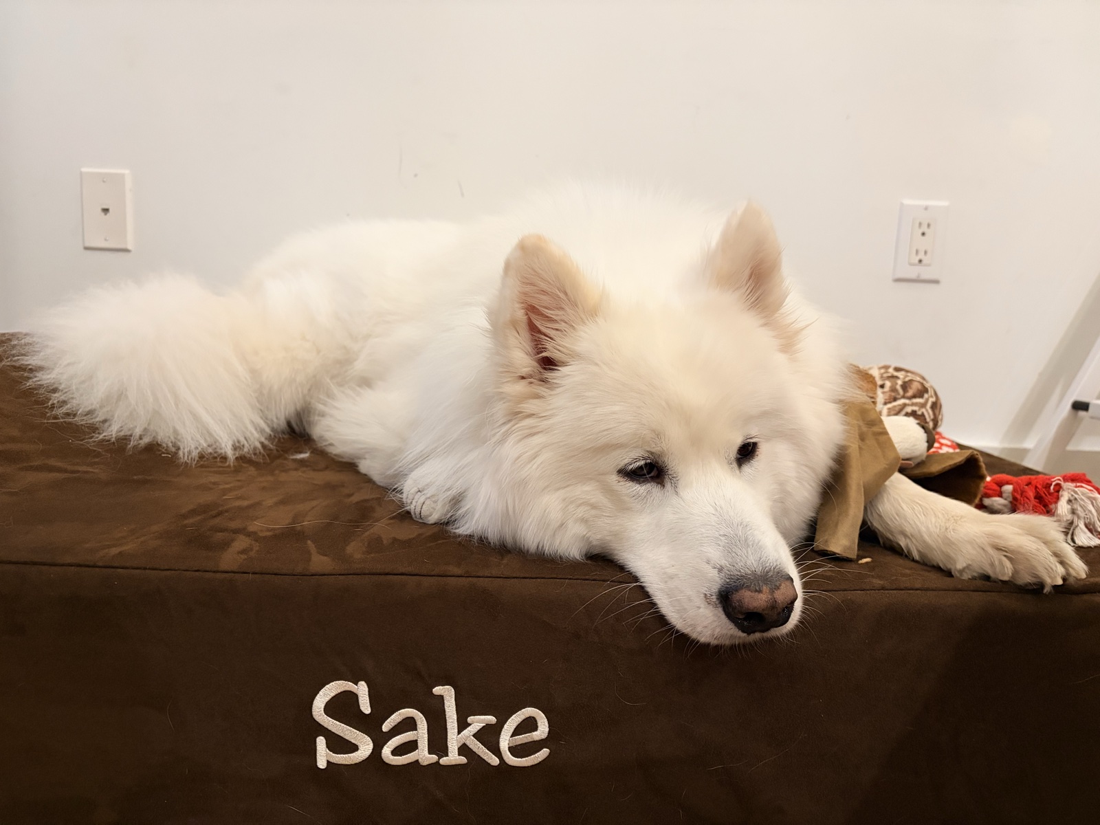 Sake on his bed