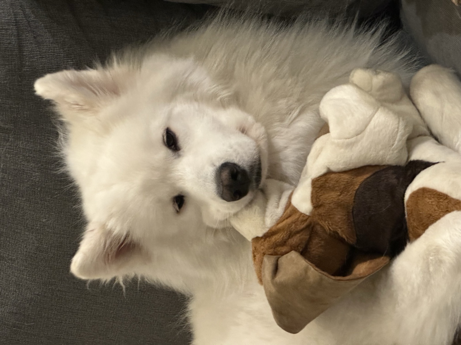 Sake with his toy